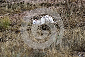 A white cat with blue eyes hunting in a grass field