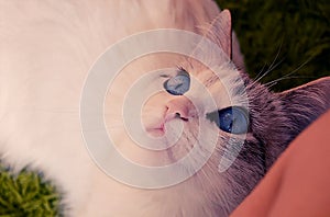 White cat with blue eyes lies and looks into the distance