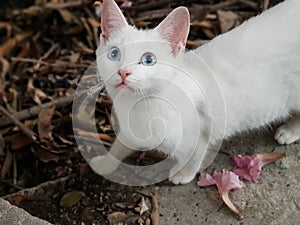 White cat blue eyes looking the cam