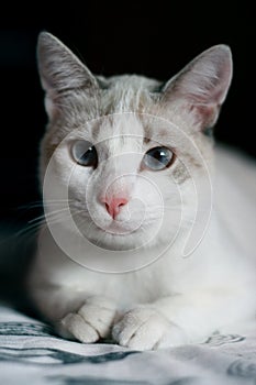 White cat with blue eyes portrait photo