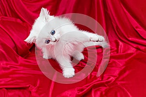 White cat with blue eyes on red
