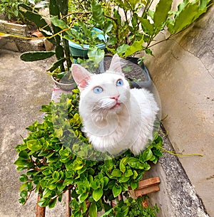 White cat with blue eyes sitting in a potted plant.