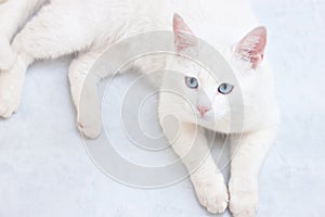 White cat with blue eyes starring at camera