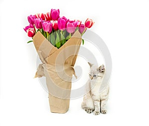 white cat of british breed with a bouquet of pink tulips wrapped in paper for a gift on a white isolated background