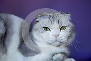 White cat british fold-Scottish Shorthair cat on a blue background. White cat british fold