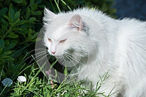 White cat in bushes