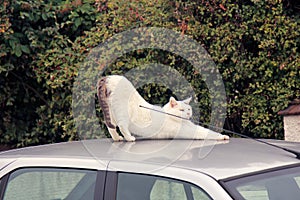 White cat on car