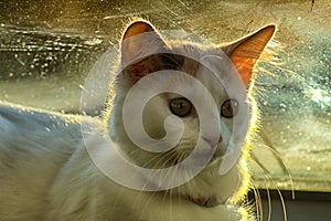 White cat photo