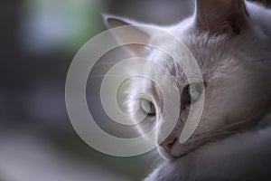 White cat chilling at the window