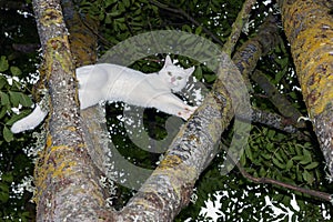 A white cat climbed a tree