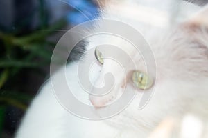 White cat close-up through glass