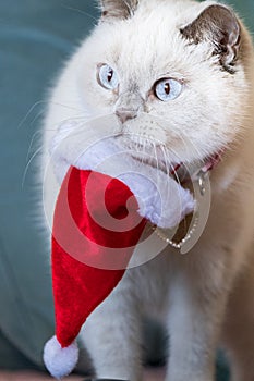White cat clumsily wearing a Santa Claus red hat