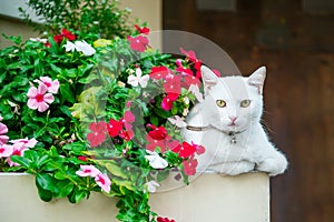 White cat with a collar with a bell on neck sitting in the flower bed near house entrance and looking straight to camera. Home pet