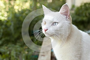 White cat with colorful eyes