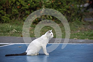 White cat on a concrete slab in a park