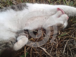 white cat is cool to lick his front paws