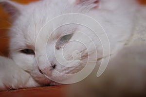 White cat on the couch