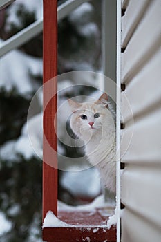 White cat in the country house scaredly watching the first snow. Vertical