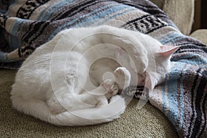 White cat curled up on couch