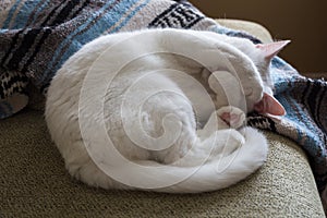 White cat curled up on couch