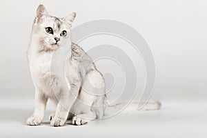 White cat