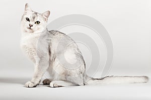 White cat