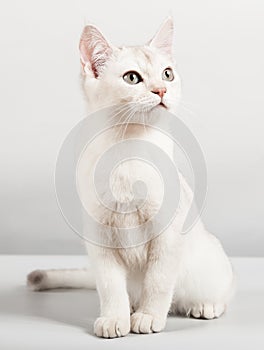 White cat