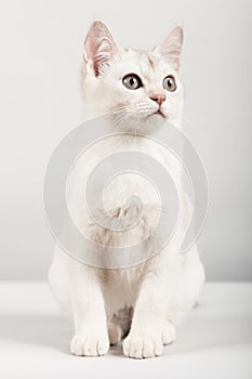White cat