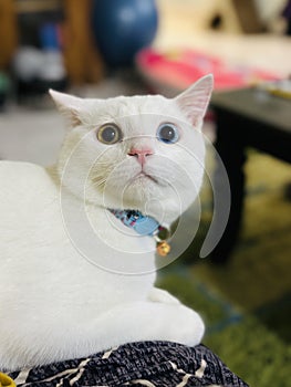 White cat with Diamond Eyes