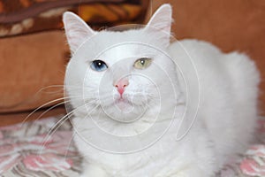 White cat with different color eyes. Turkish angora. Van cat with blue and green eye lies on bed. Adorable domestic pets,
