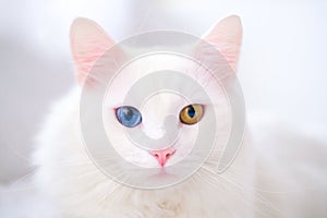 White cat with img