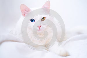 White cat with different color eyes. Turkish angora. Van kitten with blue and green eye lies on white bed. Adorable