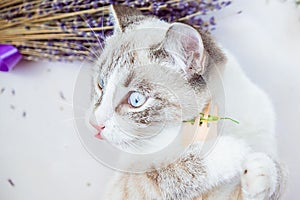 White cat digress from eating grass with an eco wooden fork