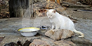 White cat on a dirty street