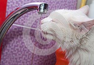 White cat drinks water tap on purple