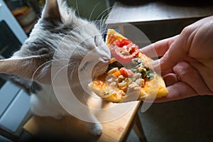 White cat eating piece of pizza from hand