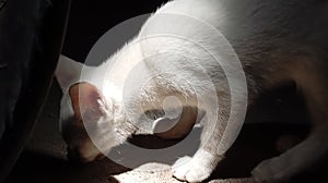 white cat eating in the sunlight