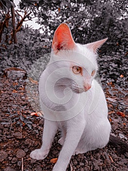 This is White cat,, edit by lightroom preset photo