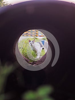 a white cat is at the end of a pipe