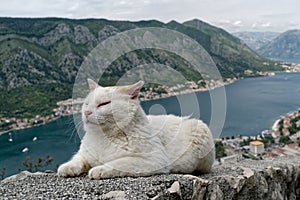 White cat enjoys the view