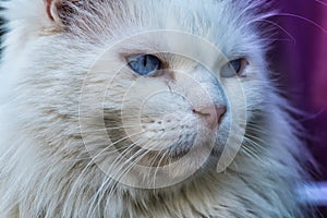 White cat with an experienced look. Unkind Maine Coon white cat