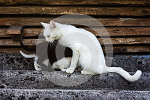 White cat feeds black and white kittens.