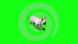 White cat feline animals green screen 3D Rendering Animation