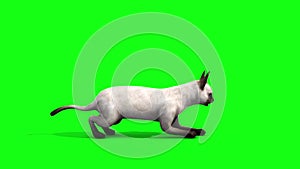 White cat feline side animals green screen 3D rendering animation