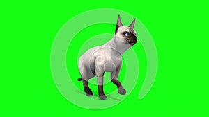 White cat feline walk cycle animals green screen 3D rendering animation