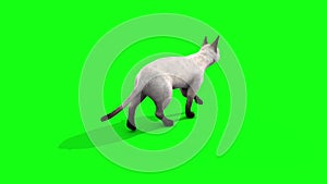 White cat feline walk cycle back animals green screen 3D rendering animation