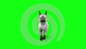 White cat feline walk cycle front animals green screen 3D Rendering Animation