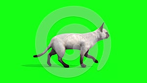 White cat feline walk cycle side animals green screen 3Dd rendering animation