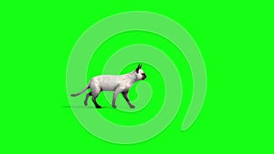 White cat feline walks side animals green screen 3D Rendering Animation