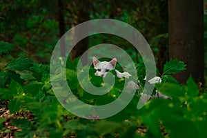 White cat in funny portrait in park hunting time and looking at camera behind green foliage environment space